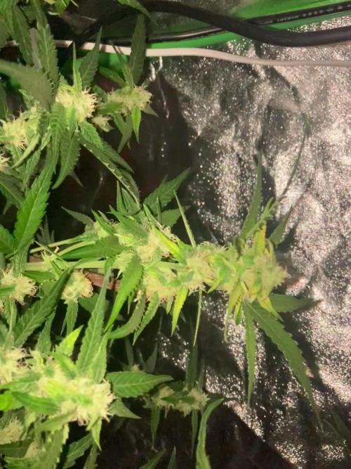 Super boof 420 fast buds