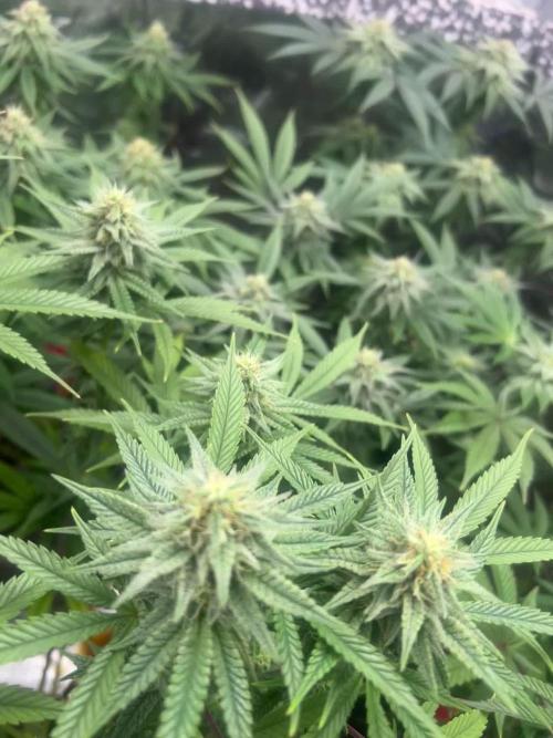 Ripper seeds