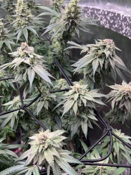 Ripper seeds