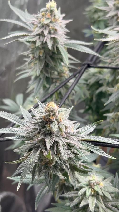 Ripper seeds