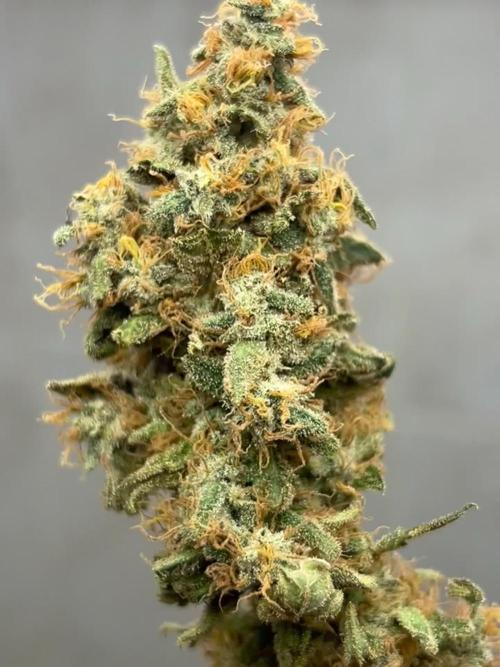 MAGIC GREEN BOX