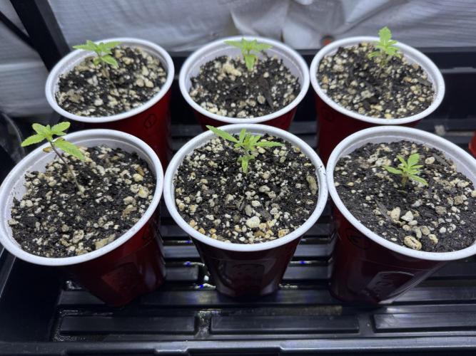 Four Way Project. Week 0 - The beginning of the grow. Babies growing every day.