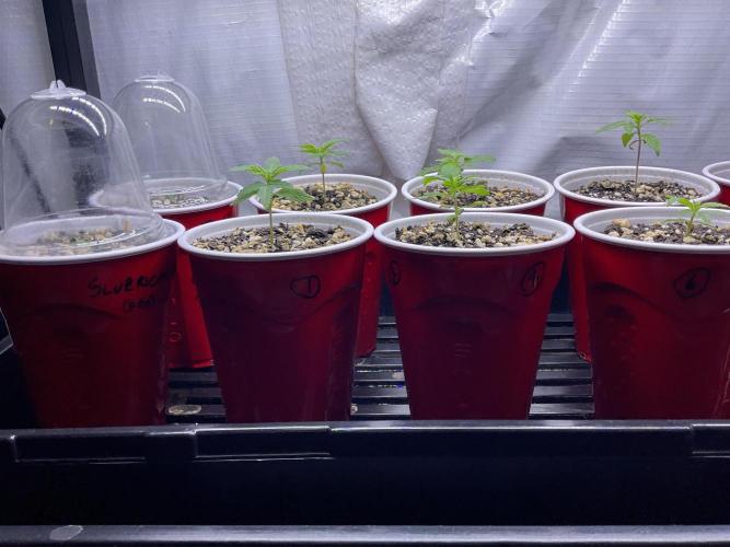 Four Way Project. Week 0 - Gotta get those 4” of roots before transplanting. Four Way will also need sexing