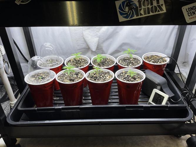 Four Way Project. Week 0 - All systems are go!