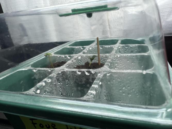 Four Way Project. Week 0