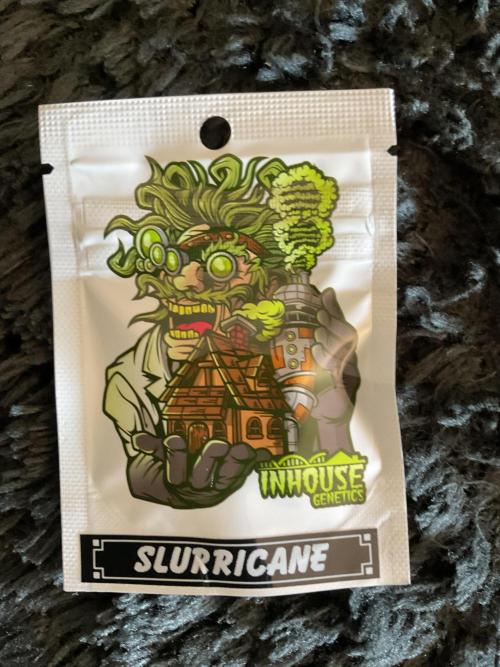 Four Way Project. Week 0 - Starting a new strain for me, one seed, one plant. She will become a mother.