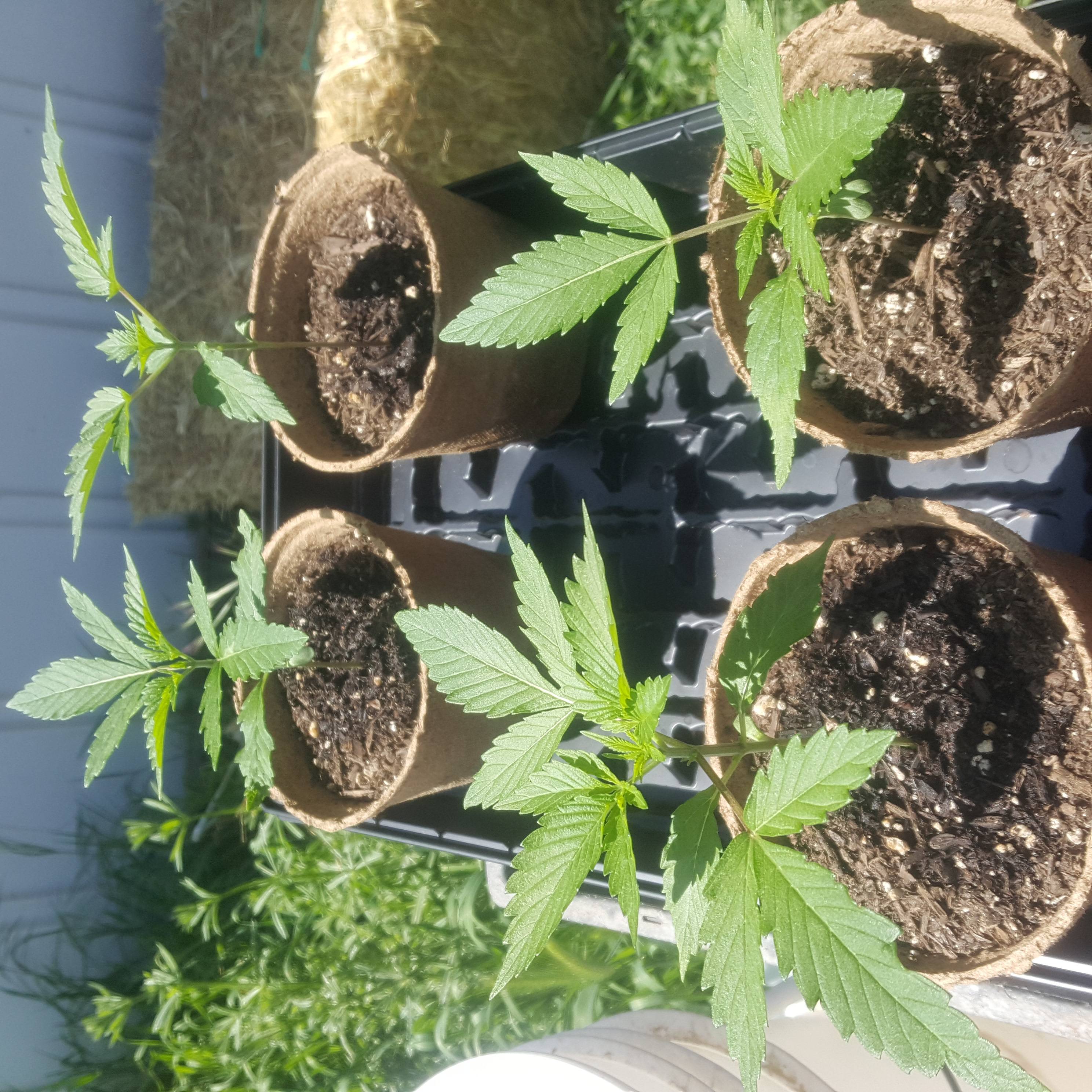 Banana Hammock R1 2 grow diary (journal) week1.2 by charrison0