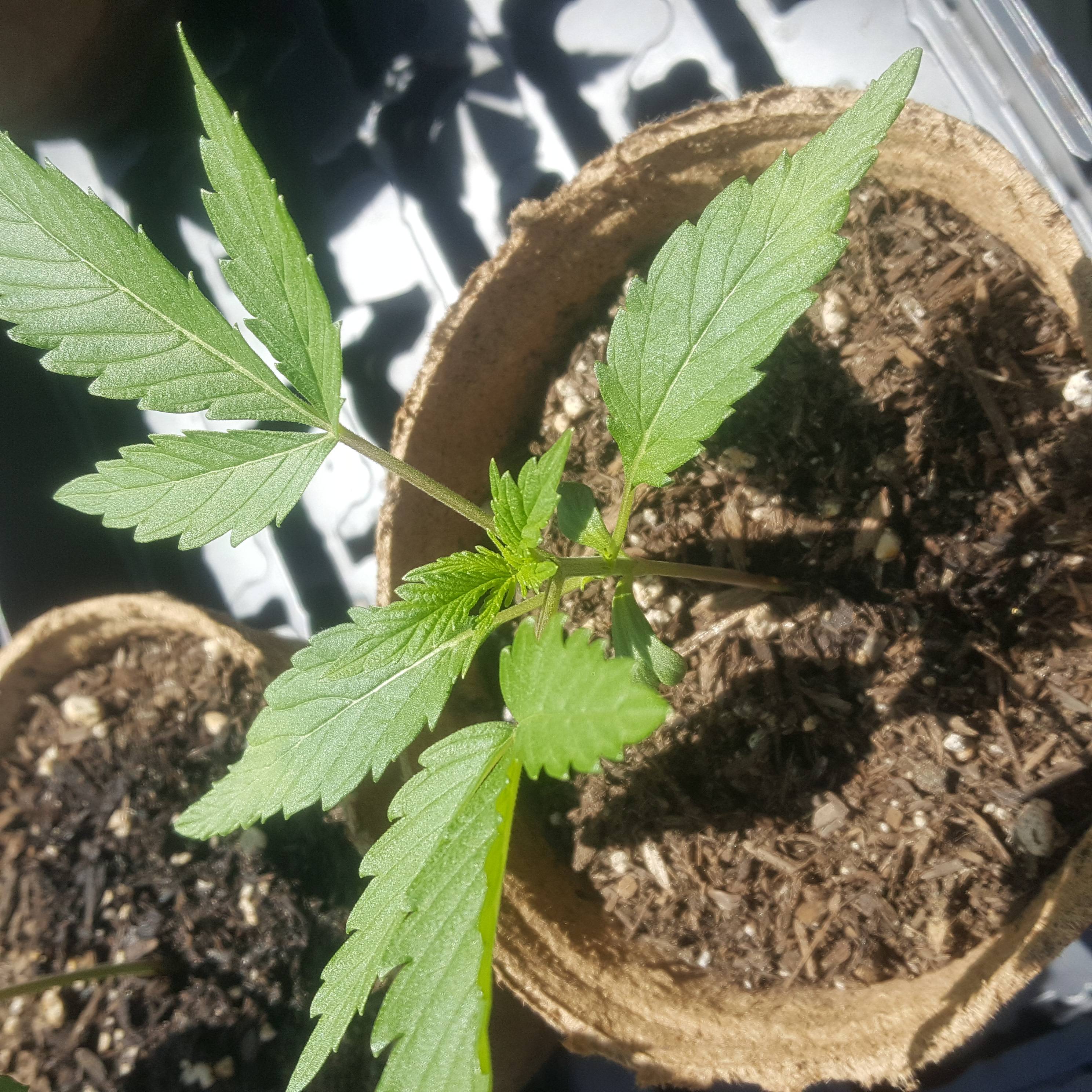 Banana Hammock R1 2 grow diary (journal) week1.2 by charrison0