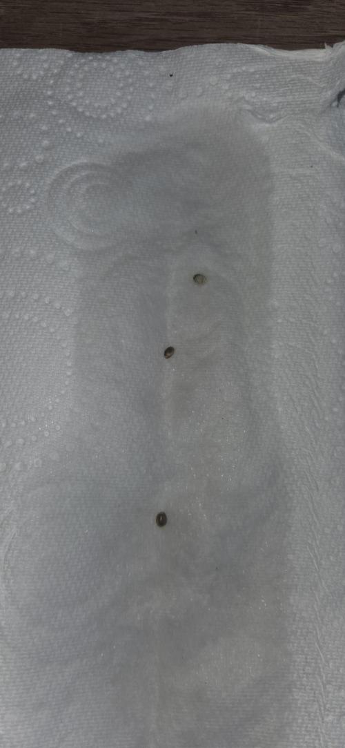 Milky Way F1. Week 0