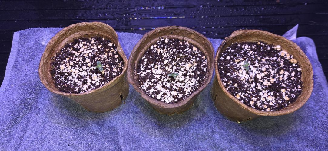 Milky Way F1. Week 0