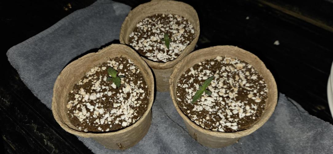 Milky Way F1. Week 1