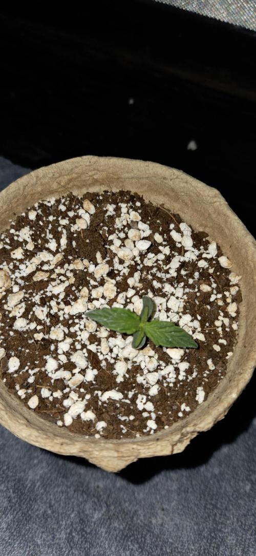 Milky Way F1. Week 1