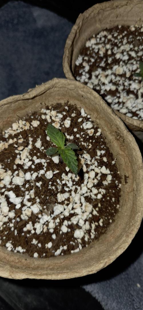 Milky Way F1. Week 1