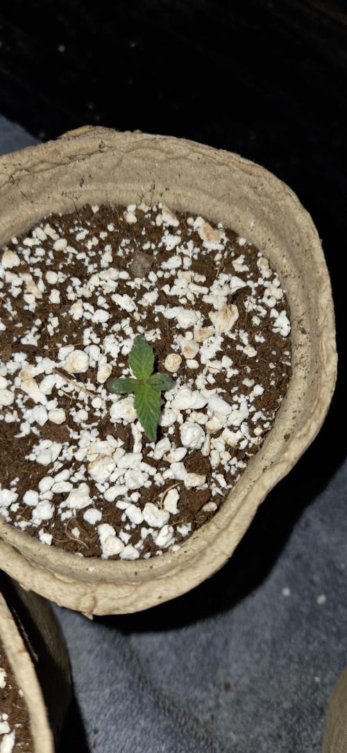 Milky Way F1. Week 1