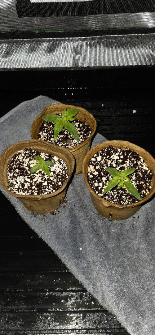 Milky Way F1. Week 2