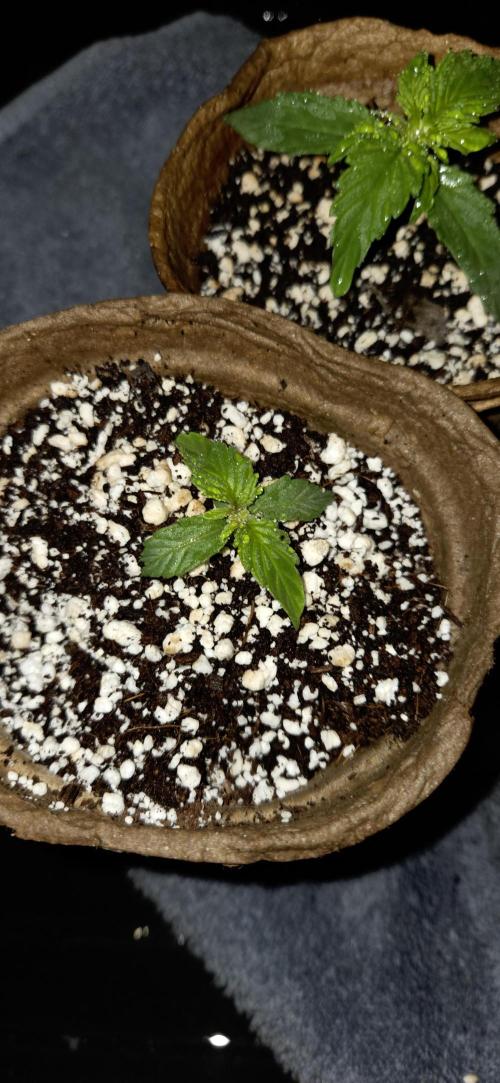 Milky Way F1. Week 2