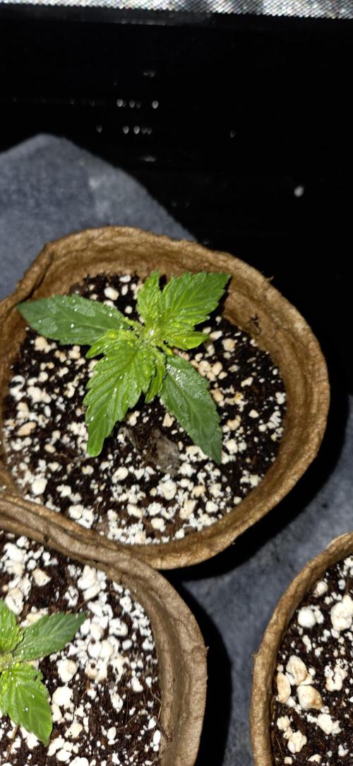 Milky Way F1. Week 2