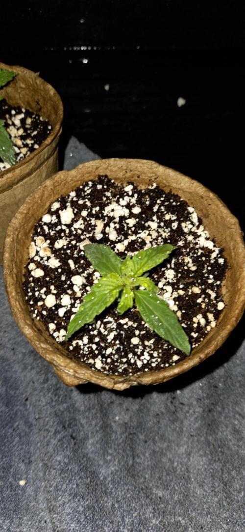 Milky Way F1. Week 2