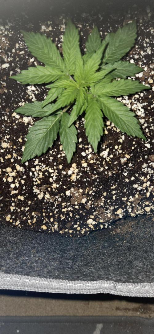 Milky Way F1. Week 3