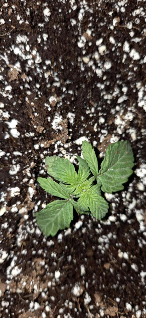 Milky Way F1. Week 3