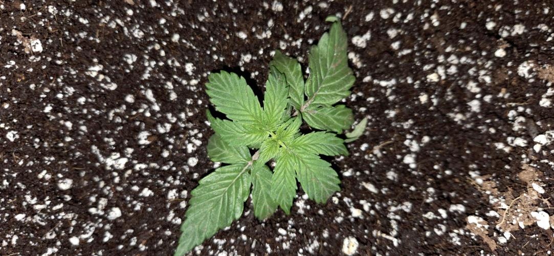 Milky Way F1. Week 3