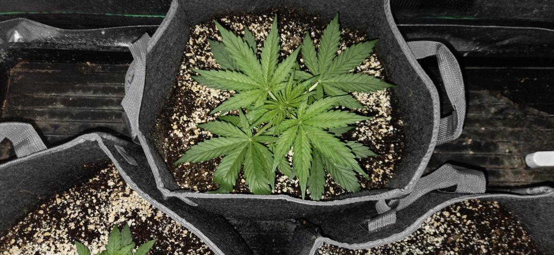 Milky Way F1. Week 4