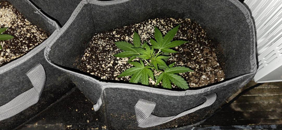 Milky Way F1. Week 4