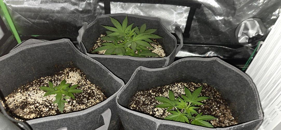 Milky Way F1. Week 4