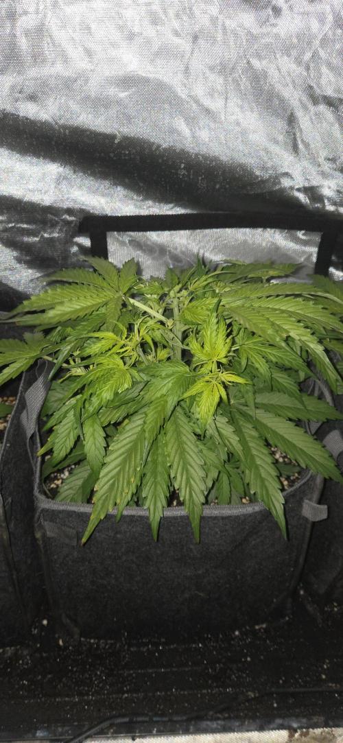 Milky Way F1. Week 5