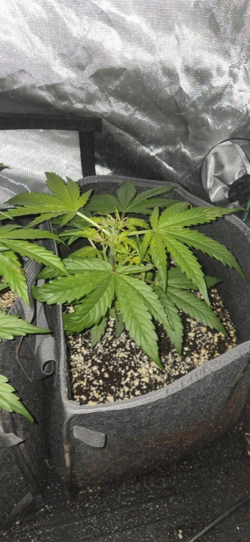 Milky Way F1. Week 5