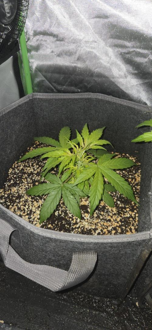 Milky Way F1. Week 5