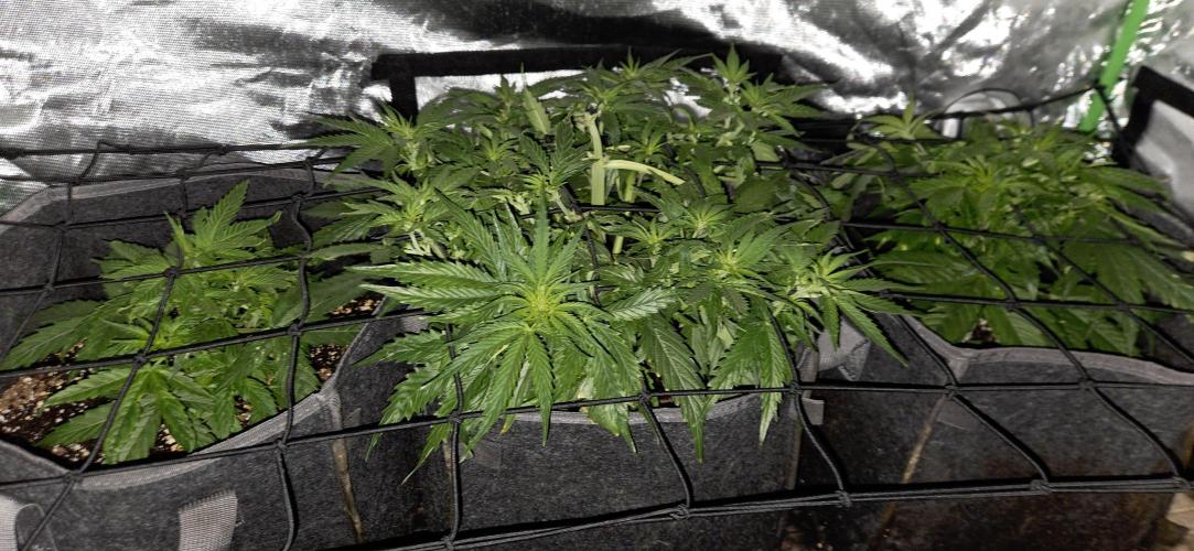 Milky Way F1. Week 6
