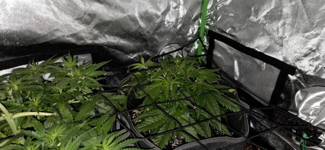 Milky Way F1. Week 6
