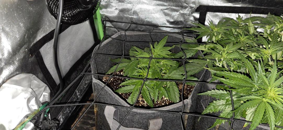 Milky Way F1. Week 6