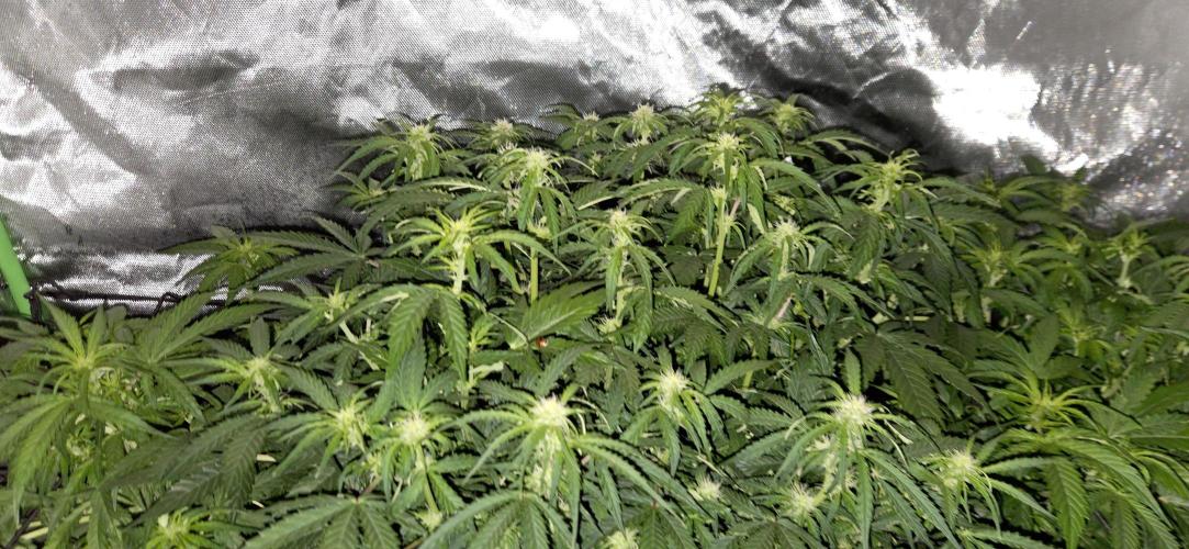 Milky Way F1. Week 7