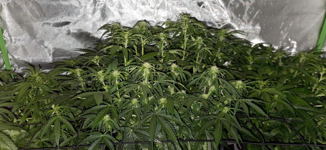 Milky Way F1. Week 7