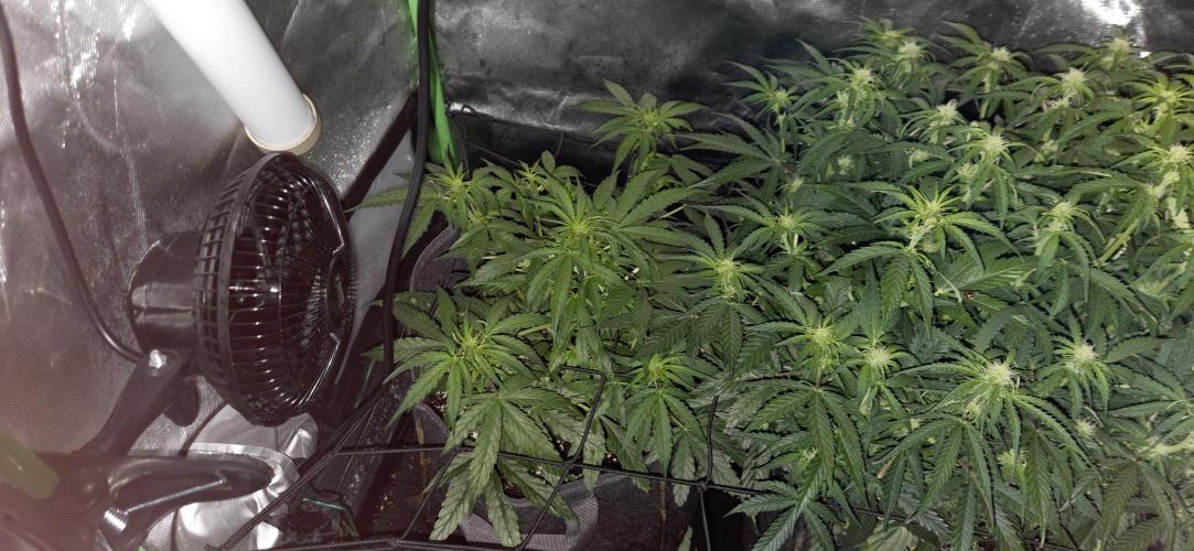 Milky Way F1. Week 7