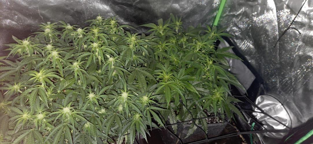 Milky Way F1. Week 7
