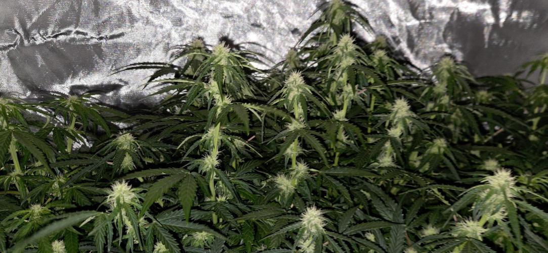 Milky Way F1. Week 8