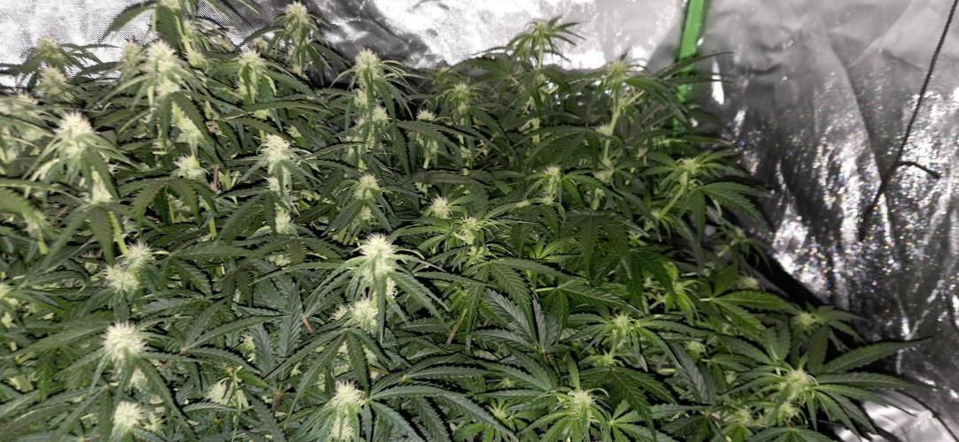 Milky Way F1. Week 8