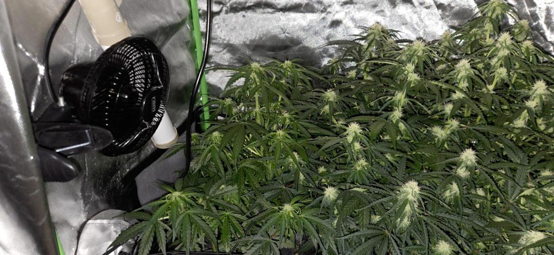 Milky Way F1. Week 8