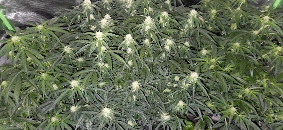Milky Way F1. Week 8