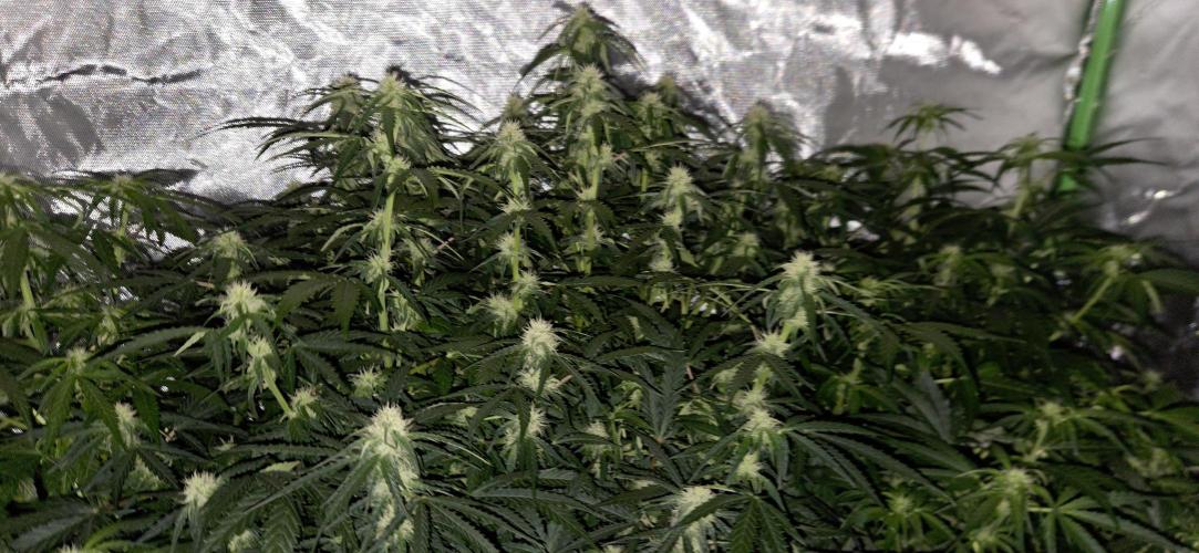 Milky Way F1. Week 8