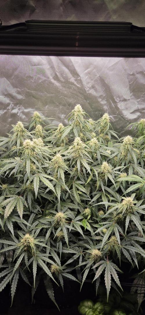 Milky Way F1. Week 9
