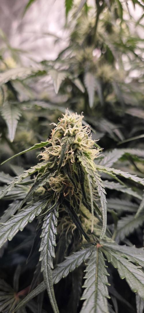 Milky Way F1. Week 9