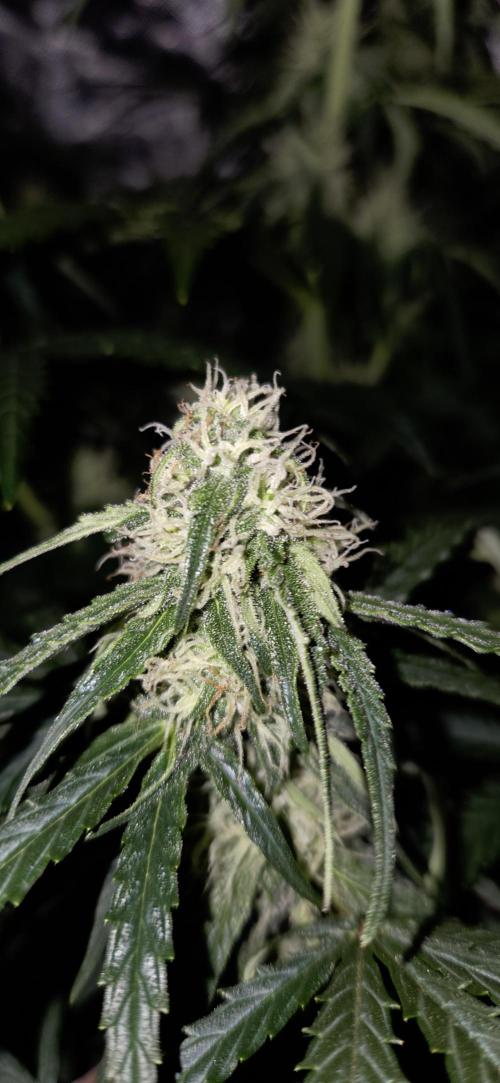 Milky Way F1. Week 9