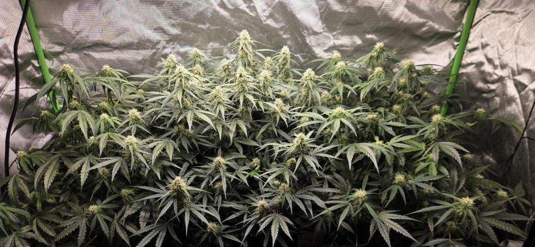 Milky Way F1. Week 9