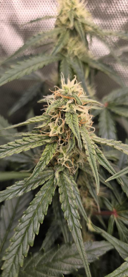 Milky Way F1. Week 9