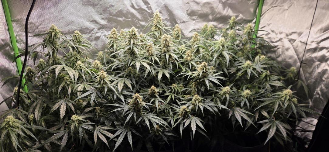Milky Way F1. Week 10