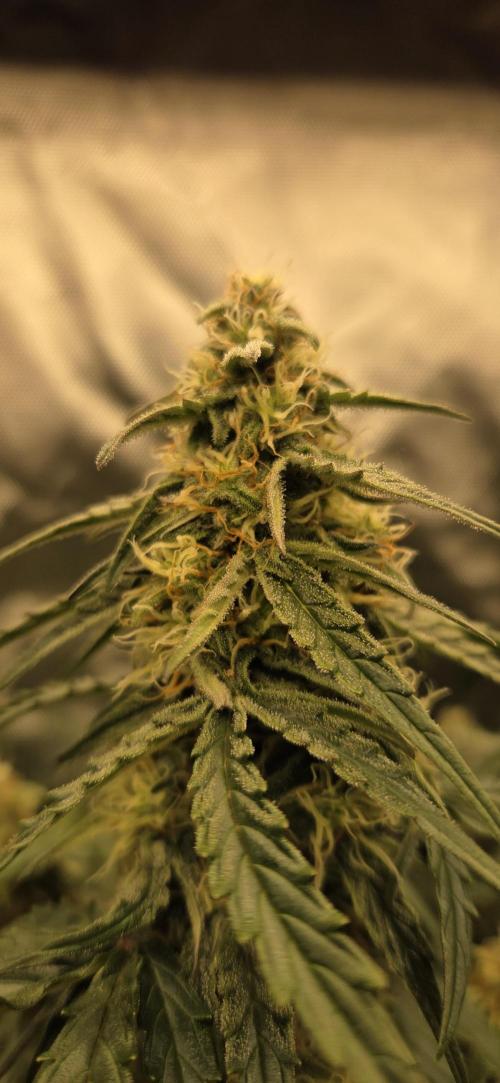 Milky Way F1. Week 10